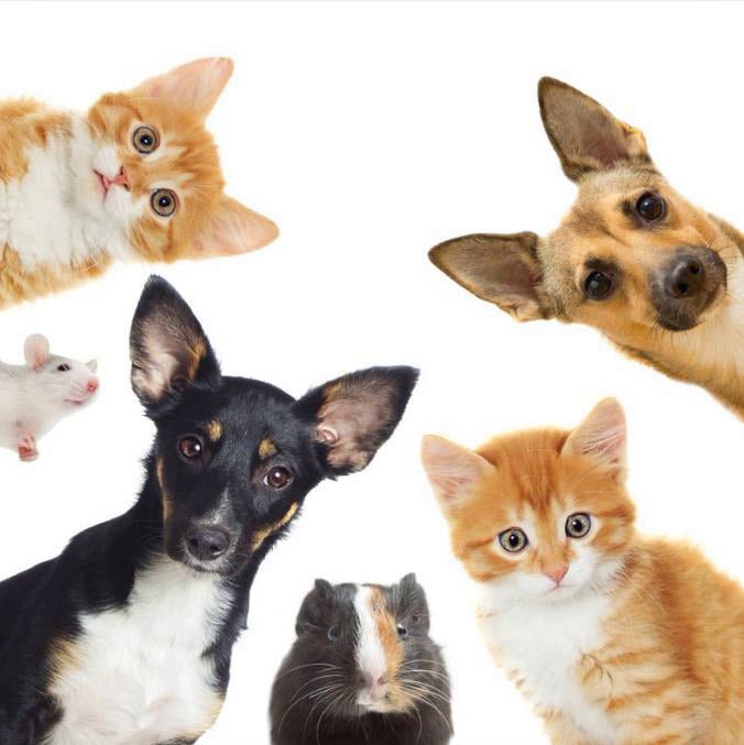 Pet theme